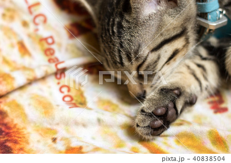 猫 ねこ ネコ 40838504