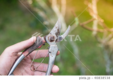 old pliers to cut the branches. 40838538