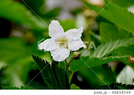 三鷹中原に咲くカジイチゴ 40838549