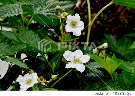 三鷹中原に咲くカジイチゴ 40838550