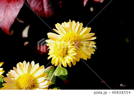 三鷹中原に咲く黄色いスプレーギク 40838554