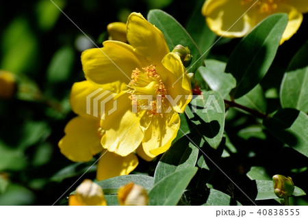 三鷹中原に咲くキンシバイ 三鷹中原に咲くキンシバイ 40838555