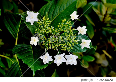 三鷹中原に咲くガクアジサイ 40838828