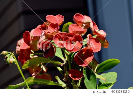 三鷹中原に咲くハナキリン 40838829