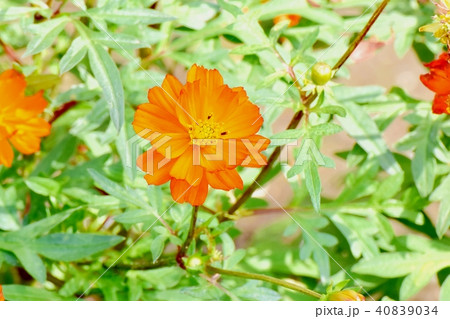 三鷹中原に咲くキバナコスモス 40839034