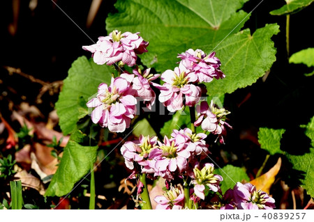 三鷹中原に咲くピンクのストック 40839257