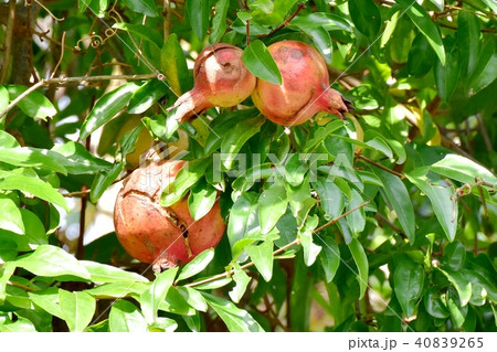 三鷹中原になるザクロ 三鷹中原になるザクロ 40839265