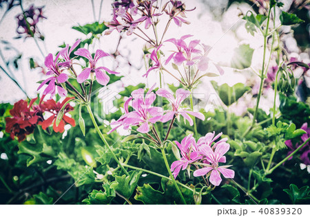 Purple and red Pelargonium flowers, analog filter Purple and red Pelargonium flowers, analog filter 40839320
