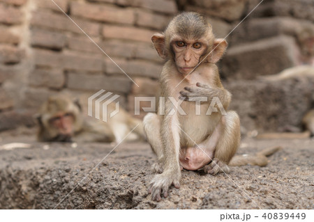 Group of monkeys in Thailand 40839449
