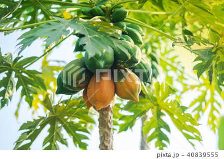 Yellow and green papaya on tree Yellow and green papaya on tree 40839555