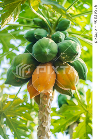 Yellow and green papaya on tree Yellow and green papaya on tree 40839556