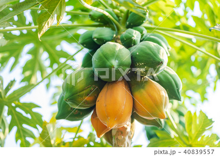 Yellow and green papaya on tree Yellow and green papaya on tree 40839557