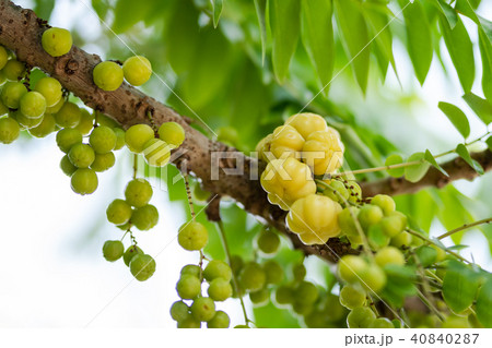 Star gooseberry fruit on tree Star gooseberry fruit on tree 40840287