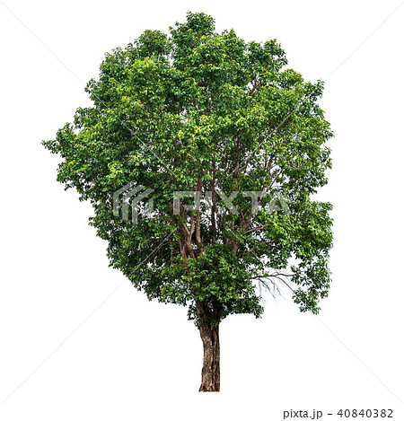 Tree Isolated on white background Tree Isolated on white background 40840382