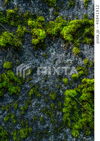 背景素材 苔生した岩肌の写真素材