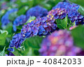 ガクアジサイ 額あじさい 秋紫陽花 40842033