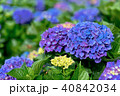 ガクアジサイ 額あじさい 秋紫陽花 40842034