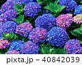 ガクアジサイ 額あじさい 秋紫陽花 40842039