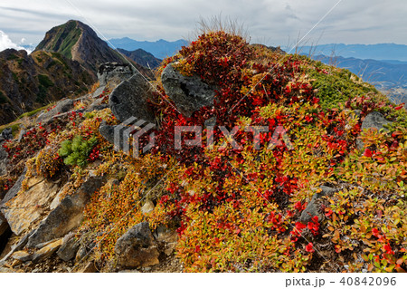 八ヶ岳連峰 横岳稜線の紅葉と赤岳 阿弥陀岳の眺めの写真素材