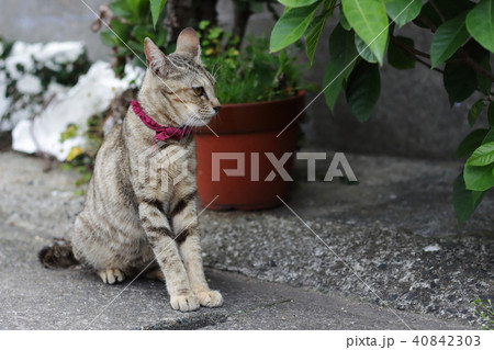 猫 猫 40842303