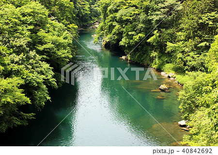 数馬峡橋から望む春の多摩川(2) 40842692