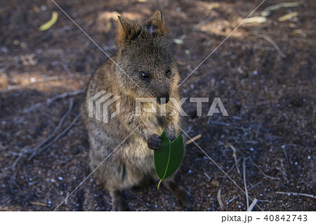 クアッカワラビー 40842743