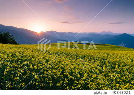 三ノ倉高原　菜の花畑 40843021