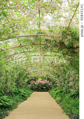 東武トレジャーガーデン、白バラのアーチ（5月）群馬県館林市 40843141