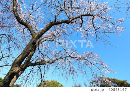 桜 晴天 桜 晴天 40843147