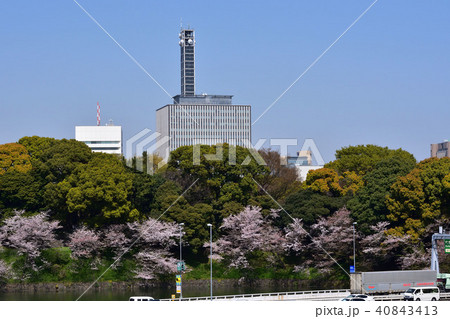 千鳥ヶ淵の桜×千代田区役所 40843413