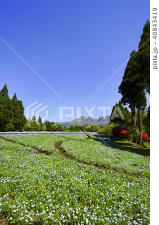 ネモフィラ くじゅう花公園 40843419