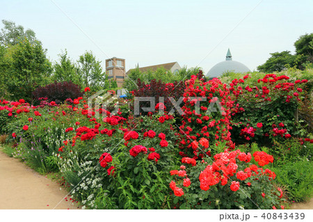 東武トレジャーガーデン ローズガーデンのバラ 5月 群馬県館林市の写真素材 東武トレジャーガーデン ローズガーデンのバラ 5月 群馬県館林市の写真素材