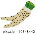山わさび 40843442