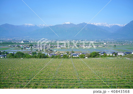 ワインぶどう畑：水田地帯：町並み　　　　　北安曇郡池田町 40843568