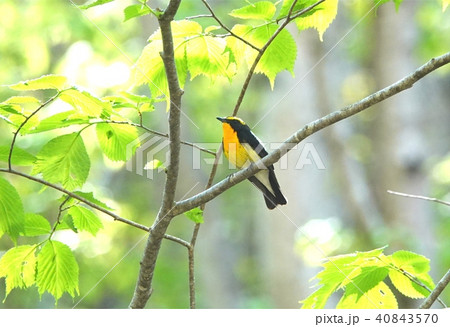 キビタキ 40843570