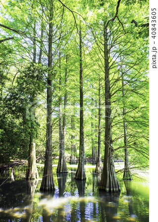 篠栗九大の森にある幻想的な風景 篠栗九大の森にある幻想的な風景 40843605