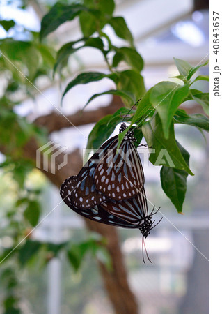 リュウキュウアサギマダラ交尾 40843657