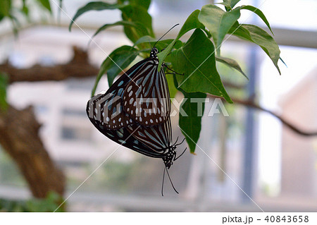 リュウキュウアサギマダラ交尾 リュウキュウアサギマダラ交尾 40843658