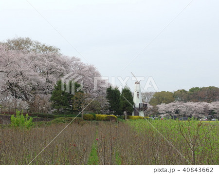 さいたま市 市民の森付近の風景 春 さいたま市 市民の森付近の風景 春 40843662
