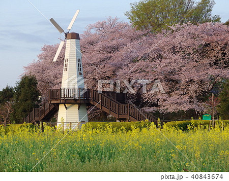 さいたま市 市民の森付近の風景 春 さいたま市 市民の森付近の風景 春 40843674