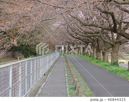 さいたま市の桜回廊2018　咲き始め 40844325