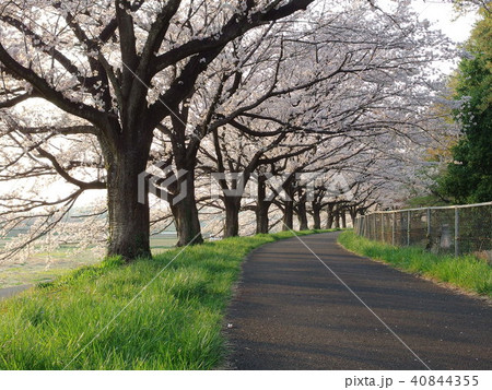 さいたま市の桜回廊2018 満開 さいたま市の桜回廊2018 満開 40844355