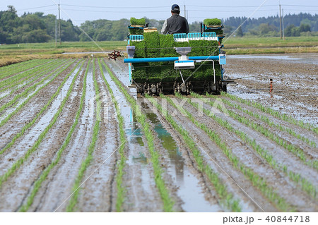田植え機で田植えをする男性 イメージ 田植え機で田植えをする男性 イメージ 40844718