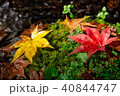 もみじ 40844747