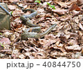 シマヘビ 40844750