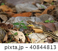 シマヘビ 40844813