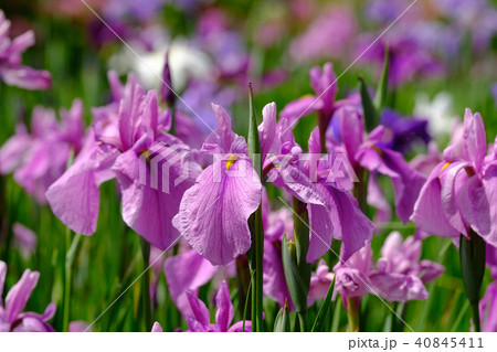 菖蒲 40845411