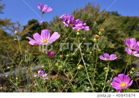 嵯峨鳥居本　重要伝統的建造物群保存地区　コスモス 40845874