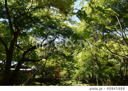 新緑の法多山尊永寺　袋井市 40845888
