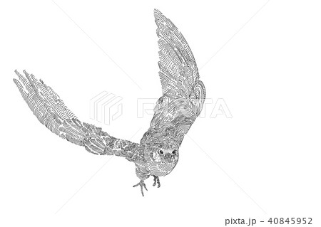 Drawing of Flying Amur falcon bird 40845952